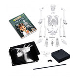 2180 Skeleton 45 cm