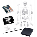 2181 Skeleton 85 cm