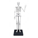 2181 Skeleton 85 cm