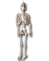 6319 Skeleton