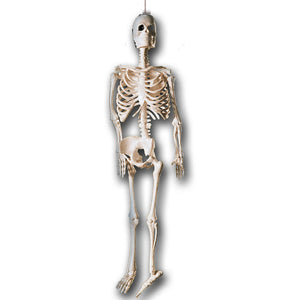6321 Skeleton