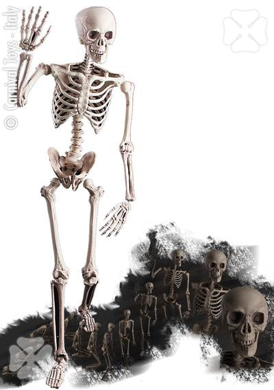 7962 Life Size Skeleton