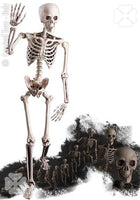 7962 Life Size Skeleton